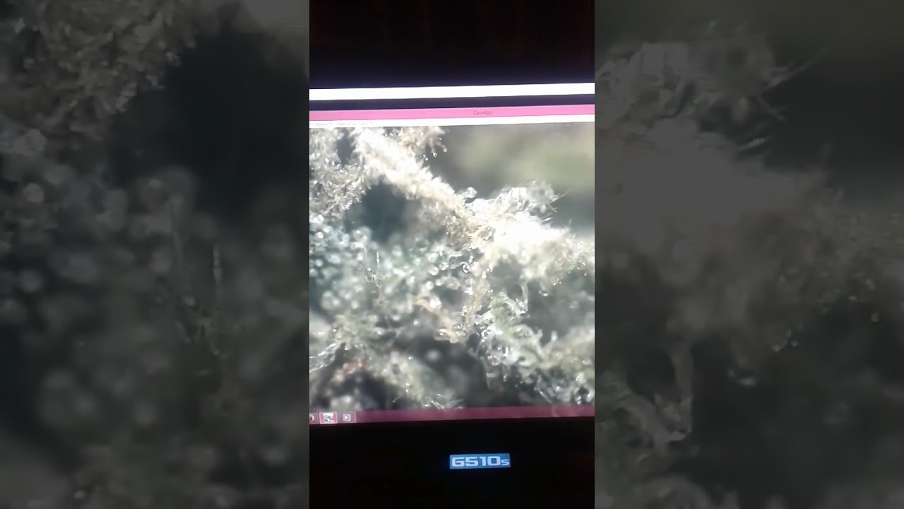 Ever smoked weed & looked at weed under a microscope?