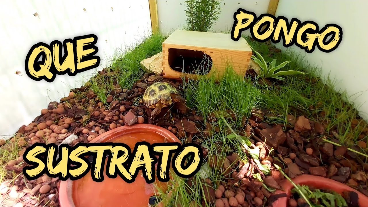 que sustrato le pongo a mi tortuga testudo graeca mediterránea rusa etc