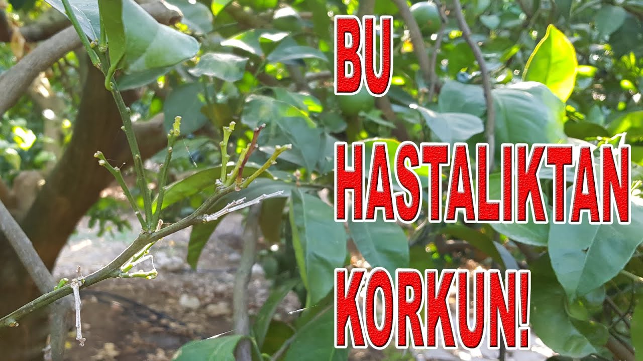 DİKKAT! PORTAKALDA AMANSIZ HASTALIK DEVAM EDİYOR.
