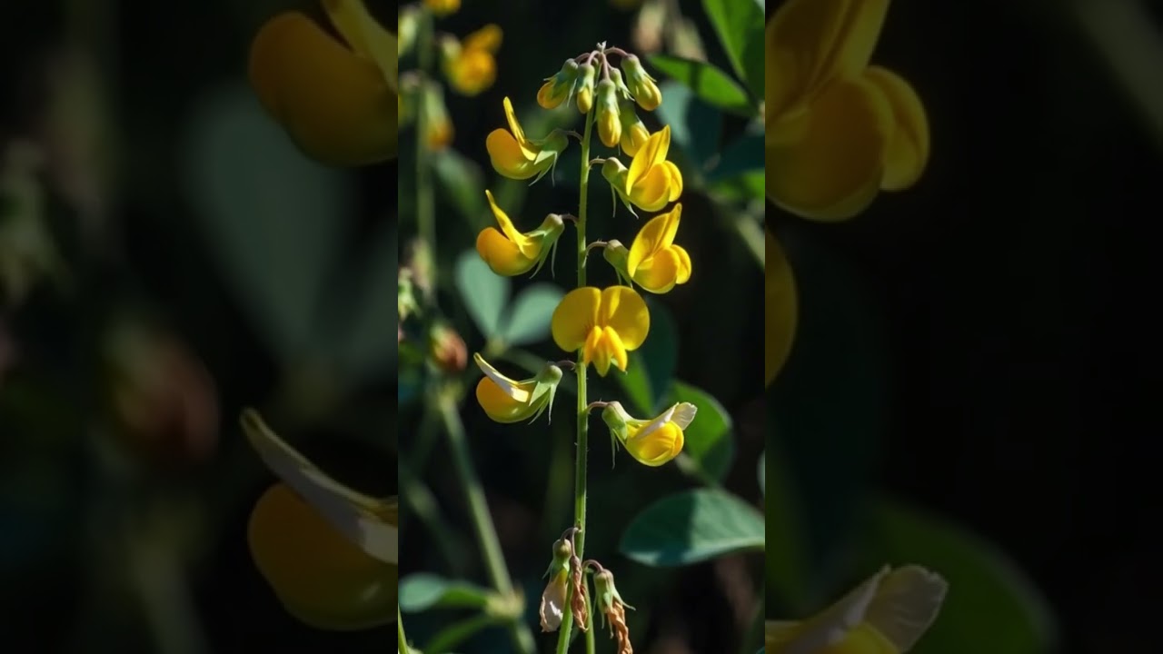 Peanuts Are Secretly the Smartest Plant 