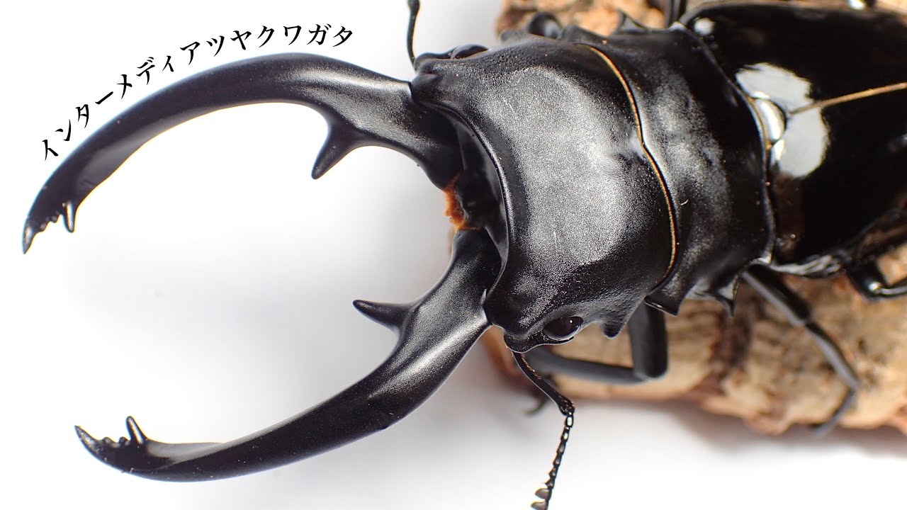 【18ヶ月経過】インターメディアツヤクワガタの成虫 繭玉割り【クワガタ飼育】