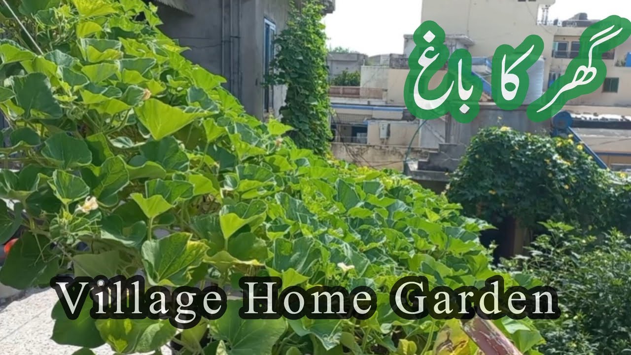 village Garden Views l Fresh Vegetable l Happy Joint Family l 