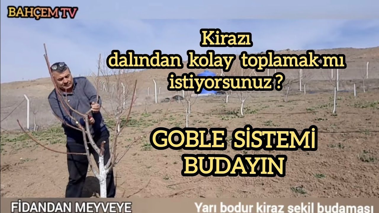 Kiraz budama. Kiraz ağacı nasıl budanır.Goble sistemi. BAHÇEM TV