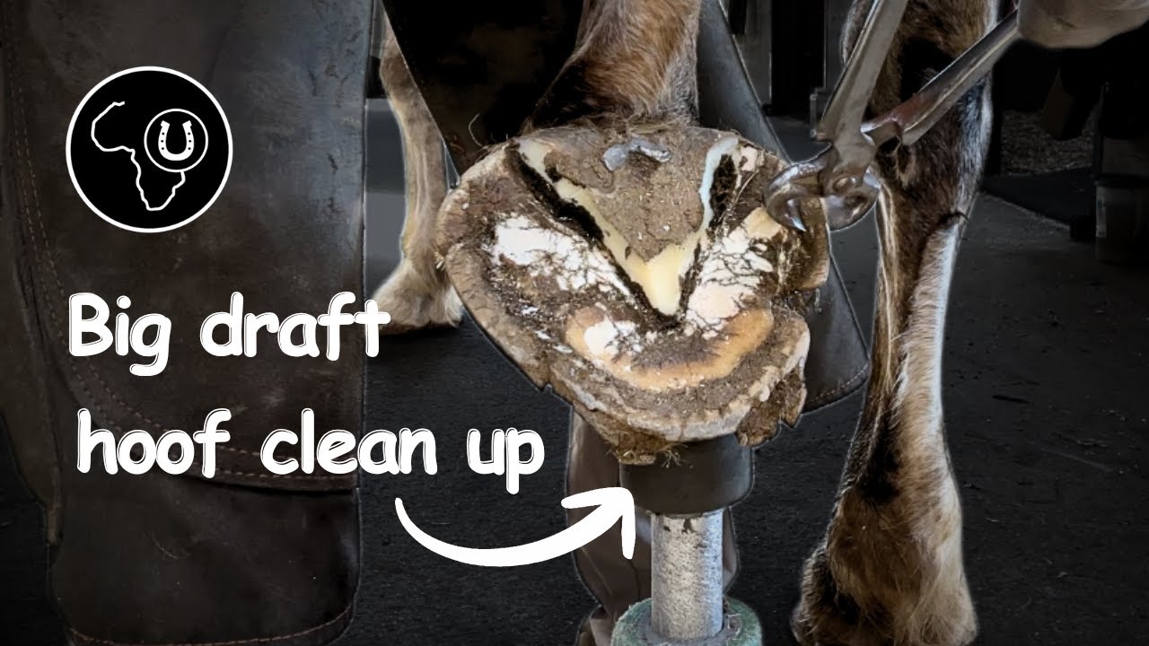 Big draft hoof clean up | Satisfying transformation