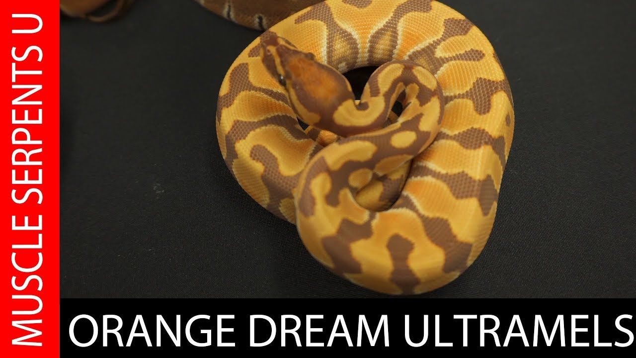 ORANGE DREAM ULTRAMEL Ball  Python Clutch Reveal