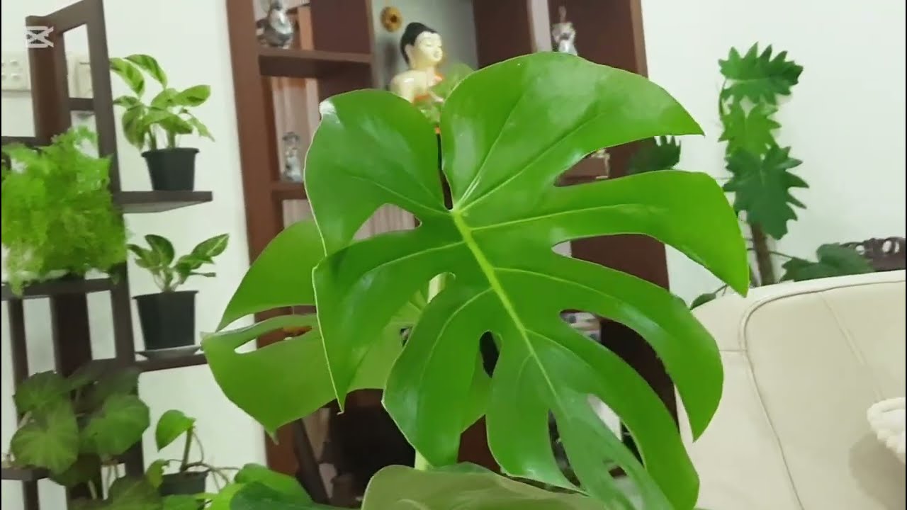 2026 වසරට විසිතුරු පැල වලින් සැරසුන මගේ විසිත්ත කාමරය.  Living  room decor with indoor plants..