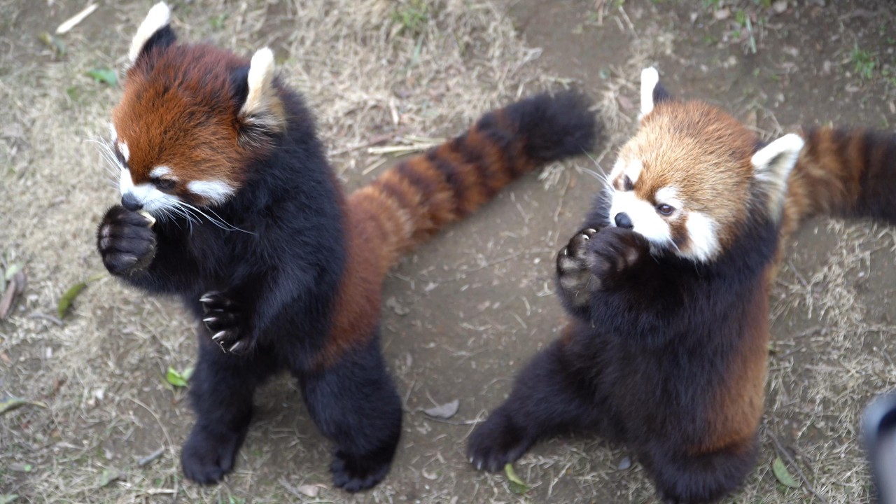 2026.2.22〜2.23 西山動物園 レッサーパンダ