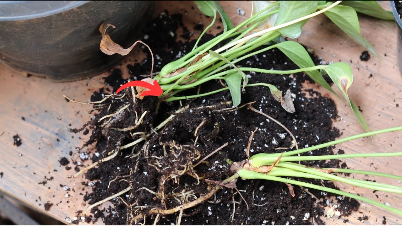 How to plant anthurium in pots