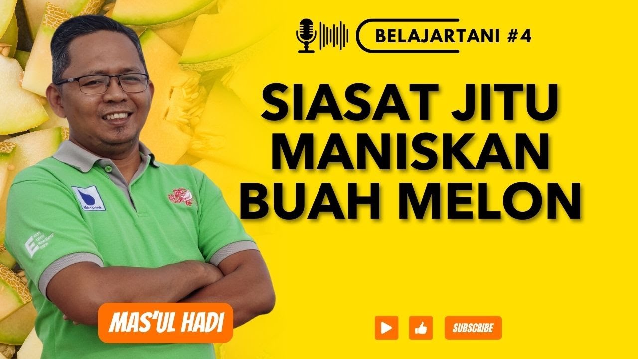 ⚠️ INI RAHASIA MANISIN MELON 🍈🍈 - Simak Ampe Habis | Podcast Tani #4