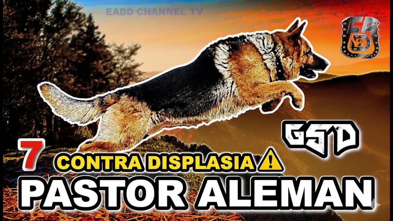 ☠️ Displasia Pastor Alemán: 7 Ejercicios Clave | German Shepherd Hip Dysplasia