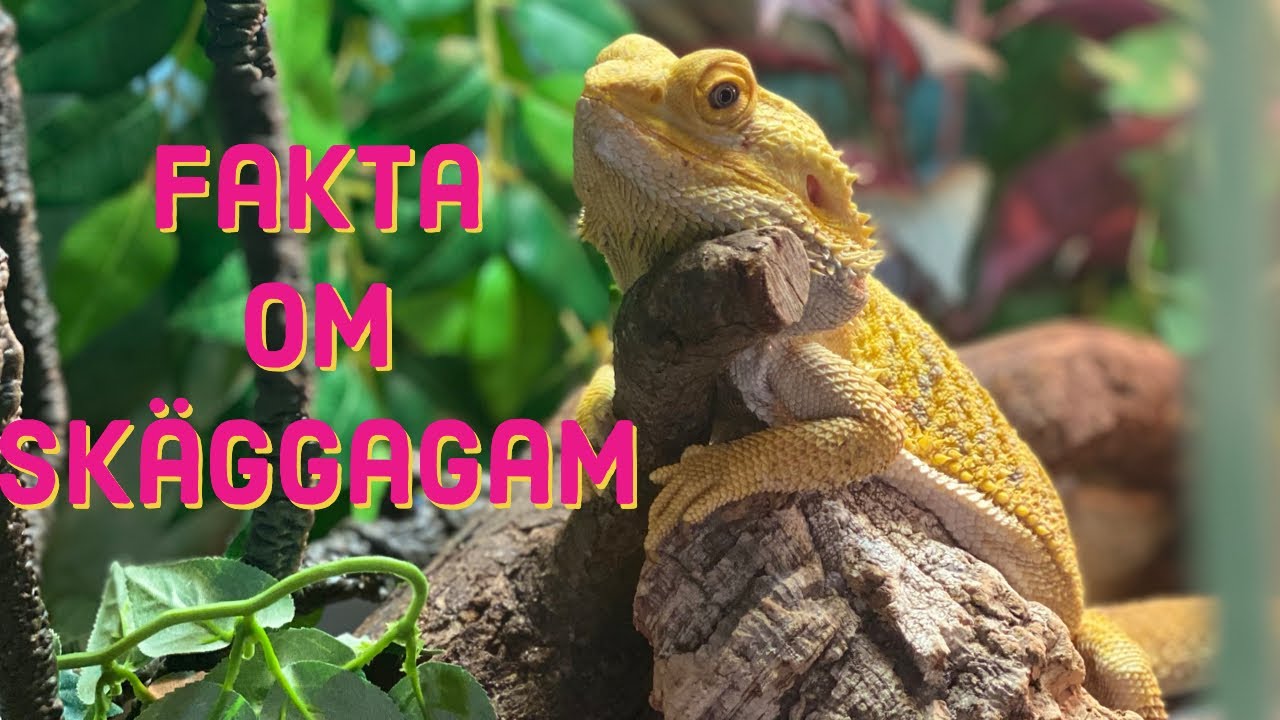 Fakta om skäggagamer. Del 1.