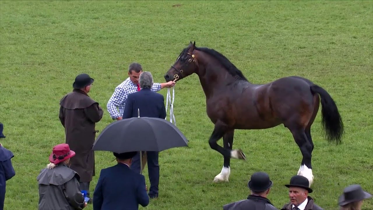 Cobiau Cymreig March 8+ | Welsh Cobs Stallion 8+