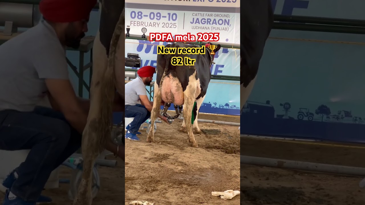 Pdfa mela 2025 cow 🐄 milking time #farming #pdfa #cow