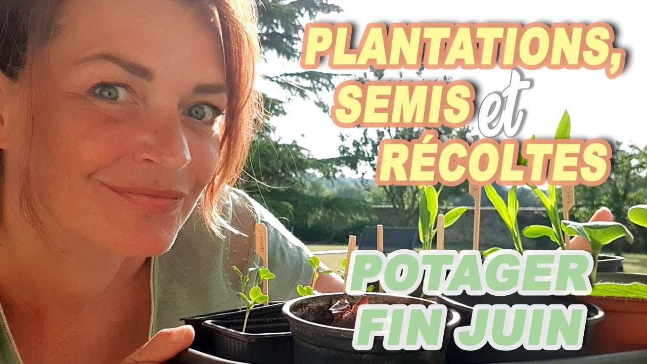 Plantations et Récoltes au POTAGER FIN JUIN