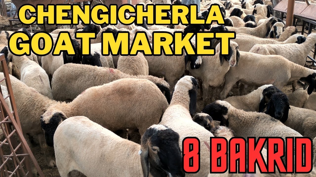 Chengicherla Goat Market || Qurbani Ke Bakre || 27-06-2023 ||