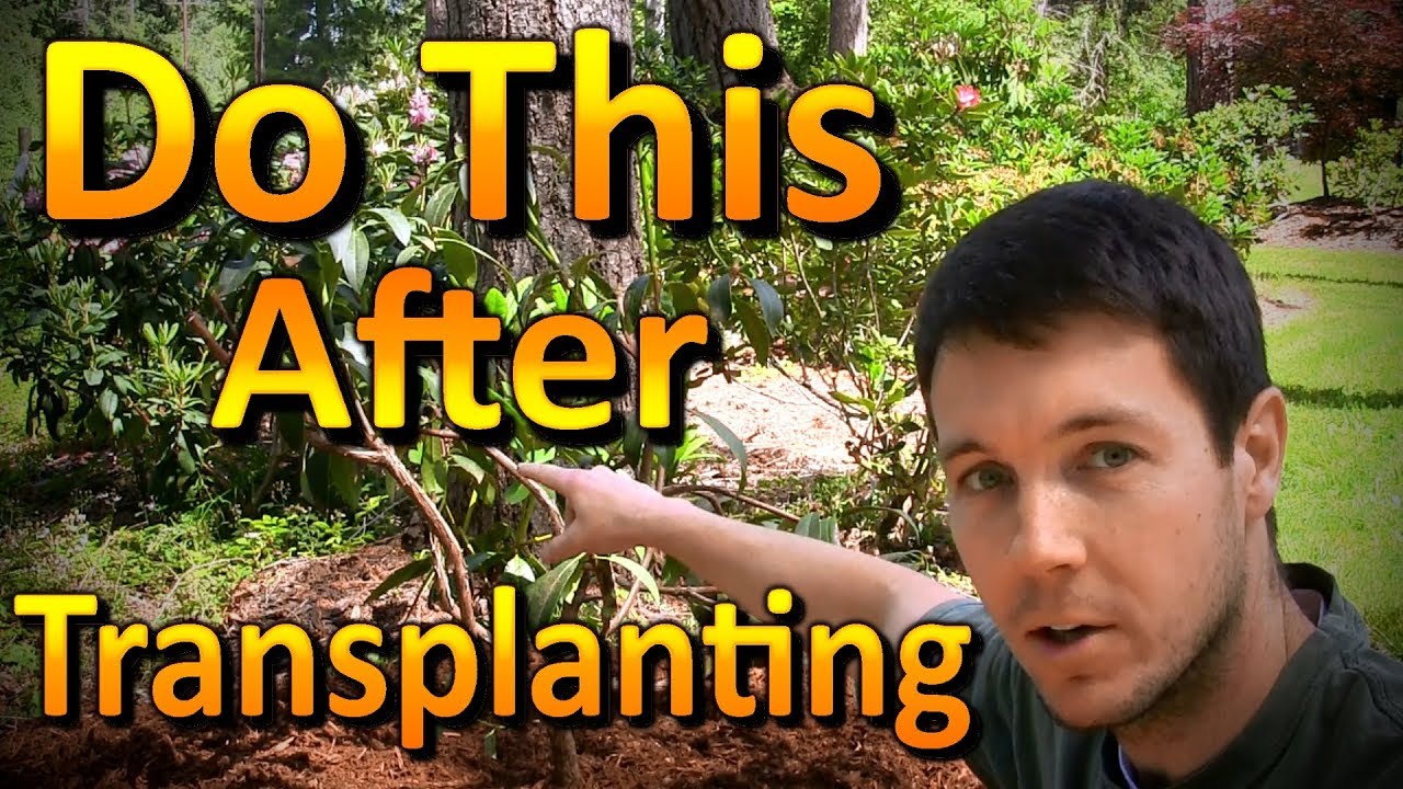 Transplanting Plants During the Growing Season (Part 1) | Pruning Off the New Growth
