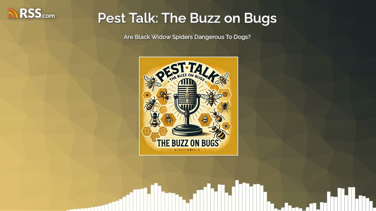 Are Black Widow Spiders Dangerous To Dogs?