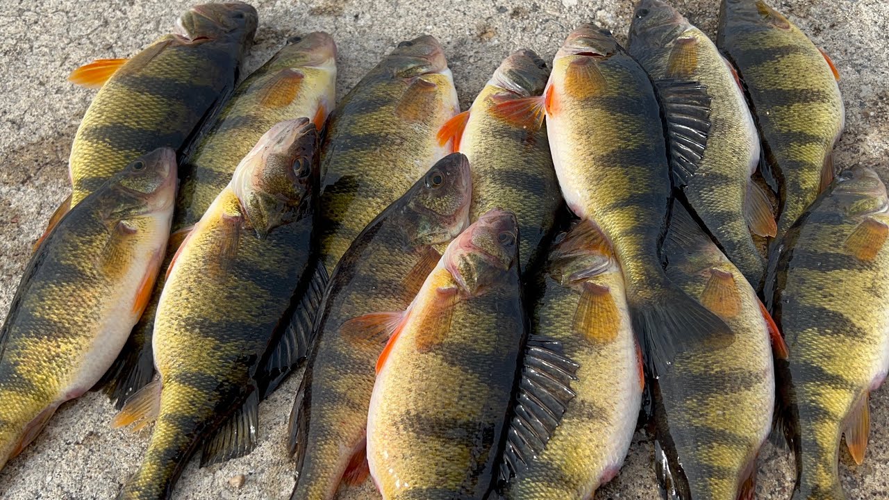Como pescar percas amarillas .La mejor pesca en rios