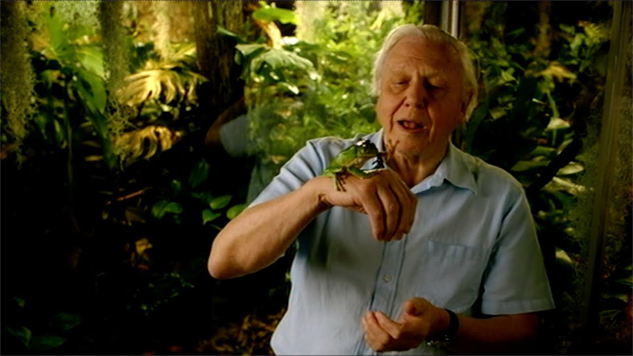 How do frogs swallow food? - Natural World: Attenborough's Fabulous Frogs - BBC