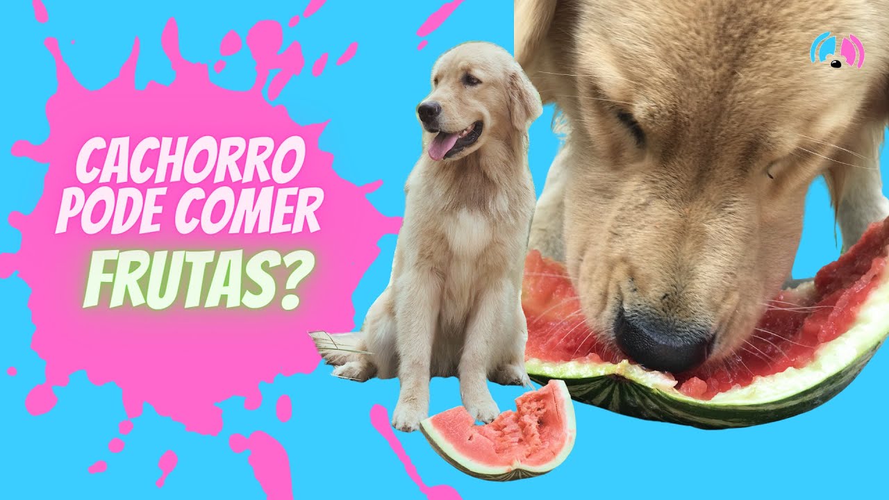 FRUTAS PARA CACHORRO - GOLDEN RETRIEVER