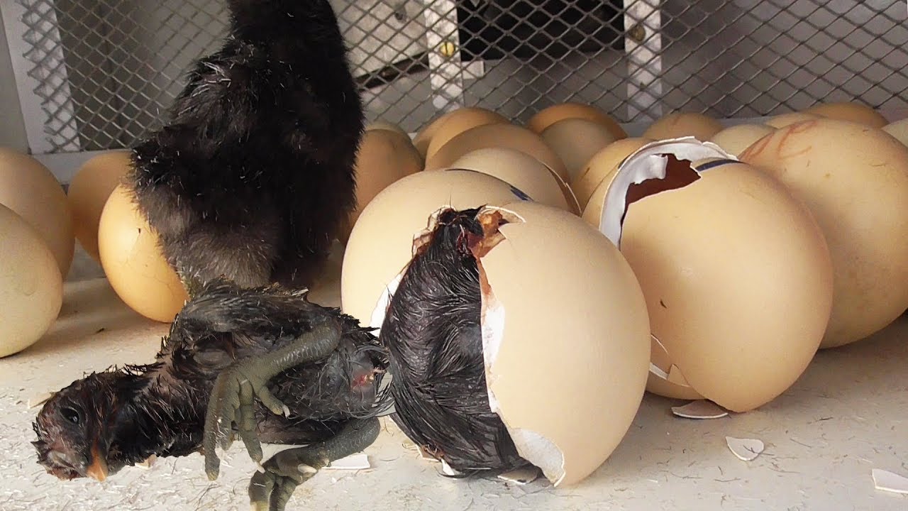 Eggs To New 