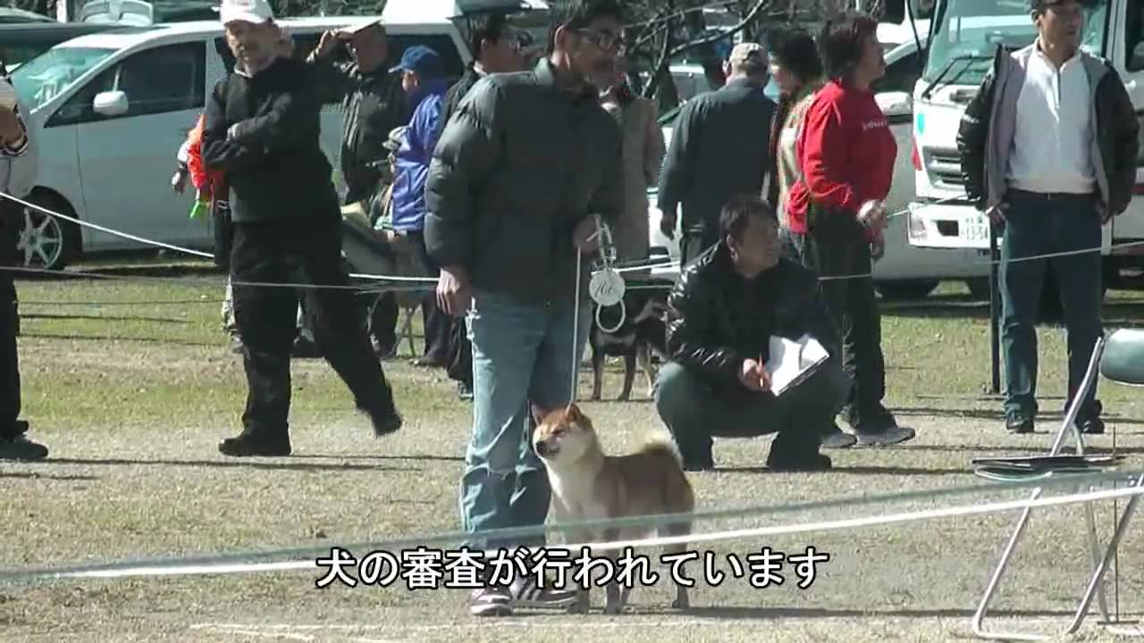 日本犬保存会　～春季岐阜支部展覧会～
