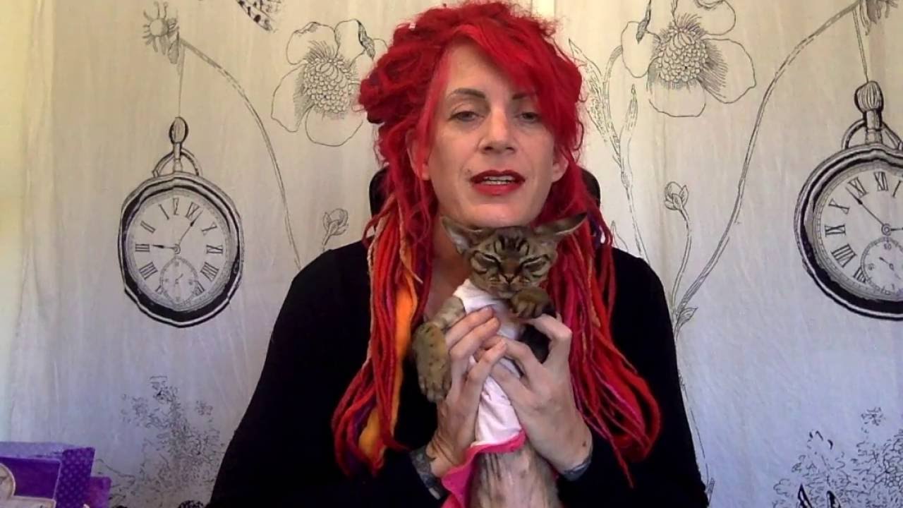 How I changed my Cats Food by Airie McCready of Simply Sphynx