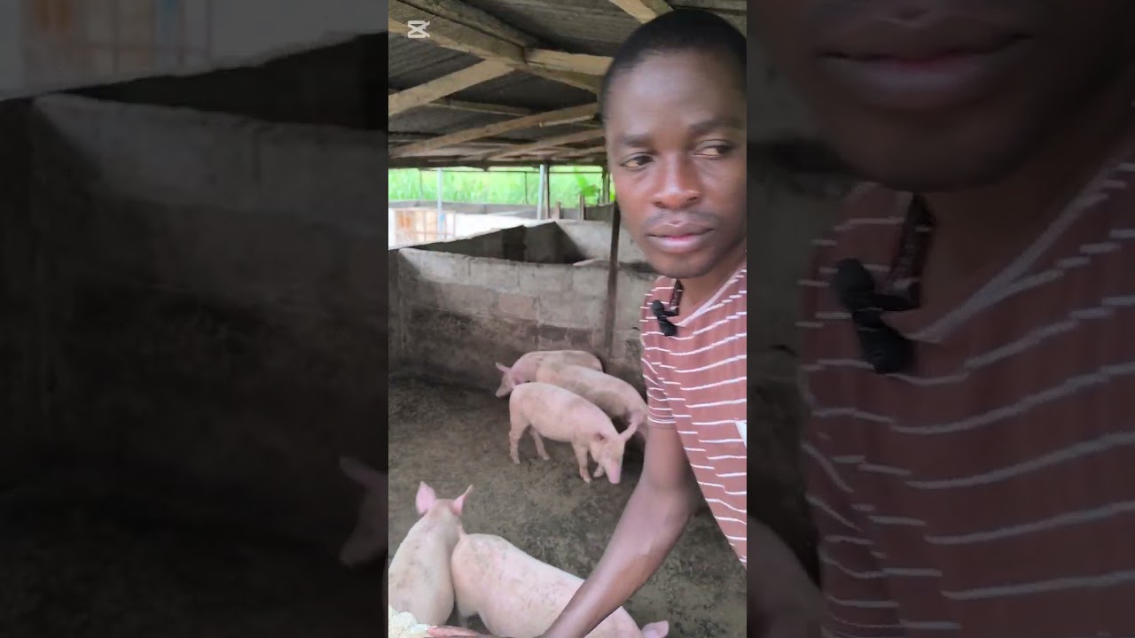 Mes techniques d'élevage de porc 🐷
