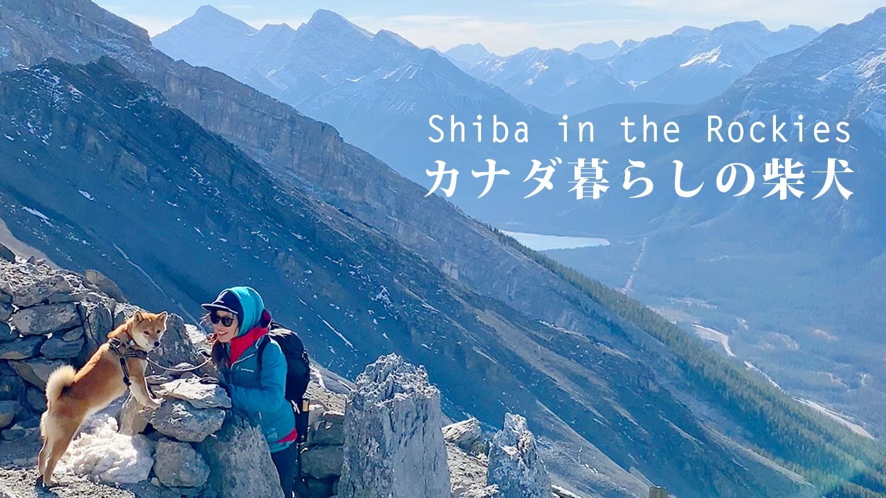 強風の尾根！カナダの登山犬、柴犬ナラと岩稜帯の山頂を目指します｜4K｜Hiking with Shiba Inu to the summit in the Canadian Rockies