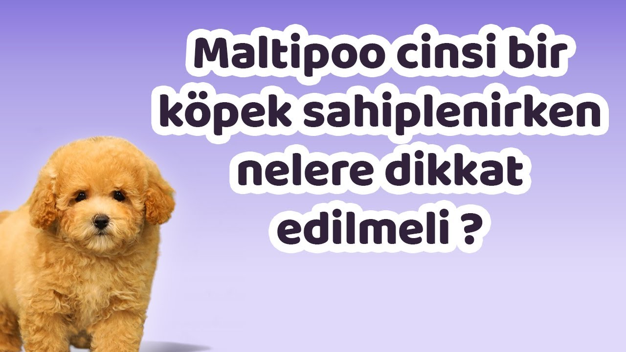 Maltipoo cinsi bir k&ouml;pek sahiplenirken nelere dikkat edilmeli ?