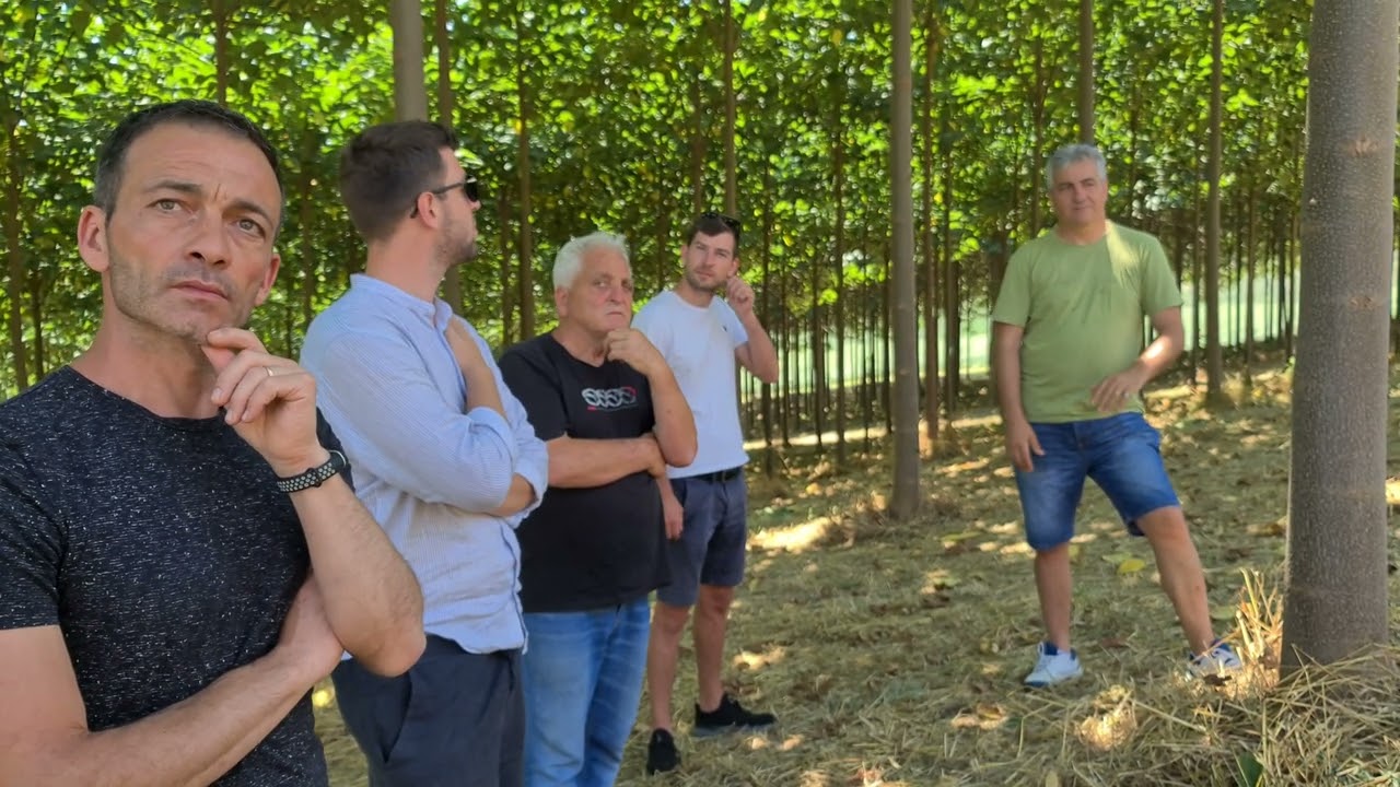 Paulownia in Italy 2022