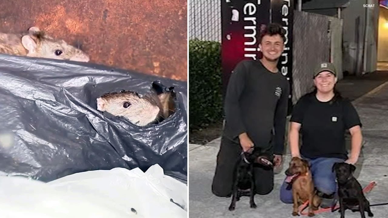 Volunteers, their terriers tackle CA ferry terminal rat problem