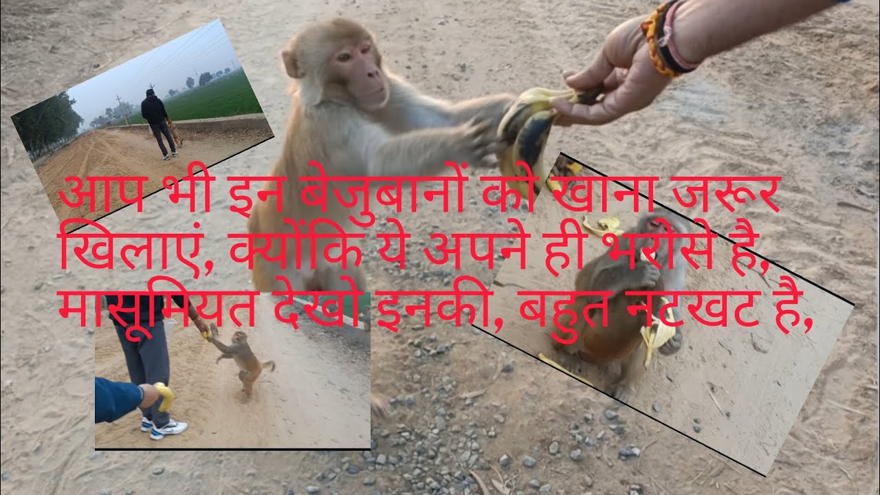 देखिए अपनी वानर सेना के हीरो को,और कितनी मस्ती करता है,सारी वानर सेना एक तरफ और हीरो एक तरफ।