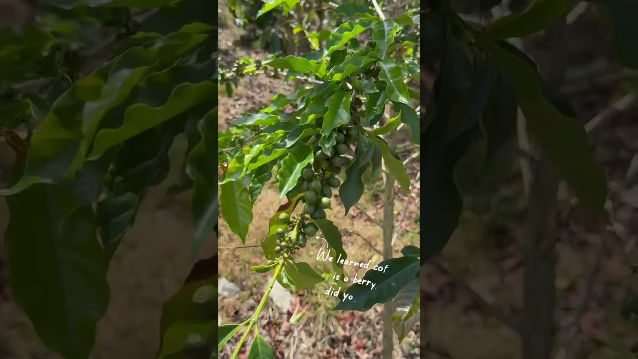 ☕ Things To Do When You Stay at Gingerhill Farm &ndash;  Kona Coffee Tour