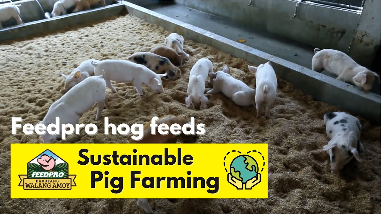 Feedpro: Sustainable Pig Farming, the New and Natural Way