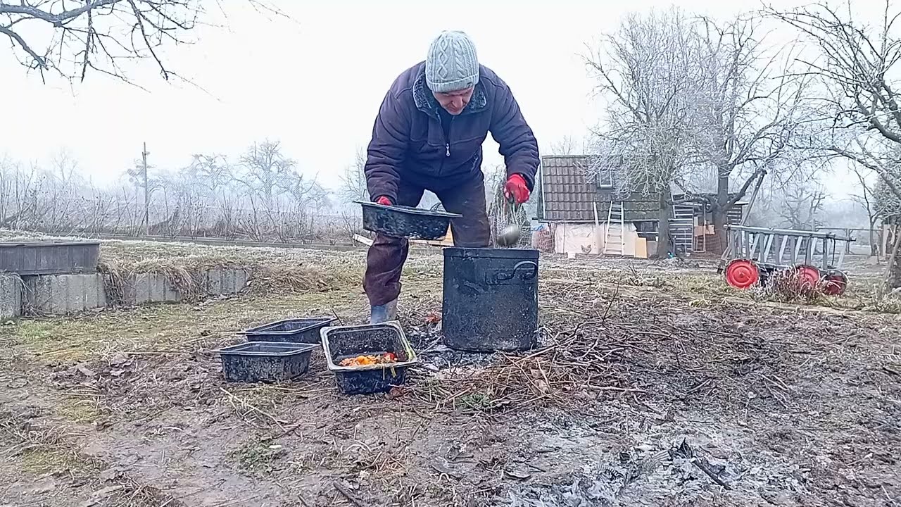 Çiftlikte tavukların beslenme rutini..