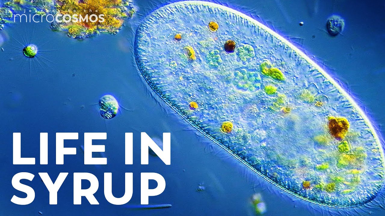 Water Is Thicker When You’re Smaller