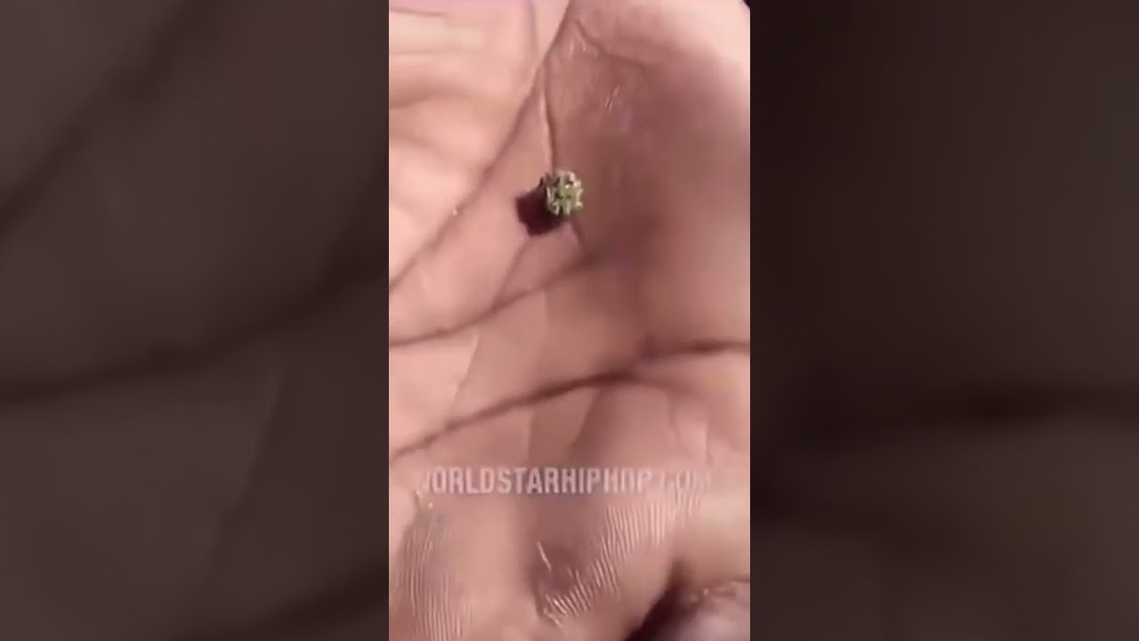 The weed is walking 💀  #shorts #memes