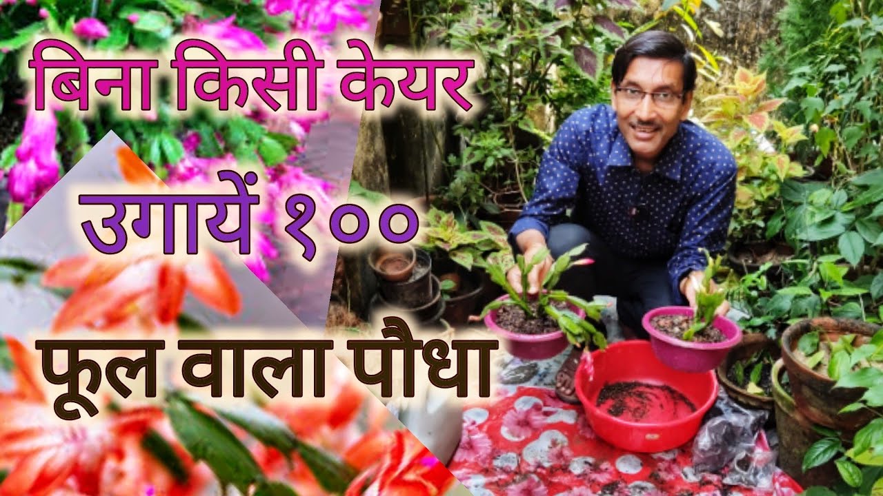बिना किसी Care Indoor में उगायें सेकरों फूल देने वाले Christmas Cactus // Crab Cactus Growing tips