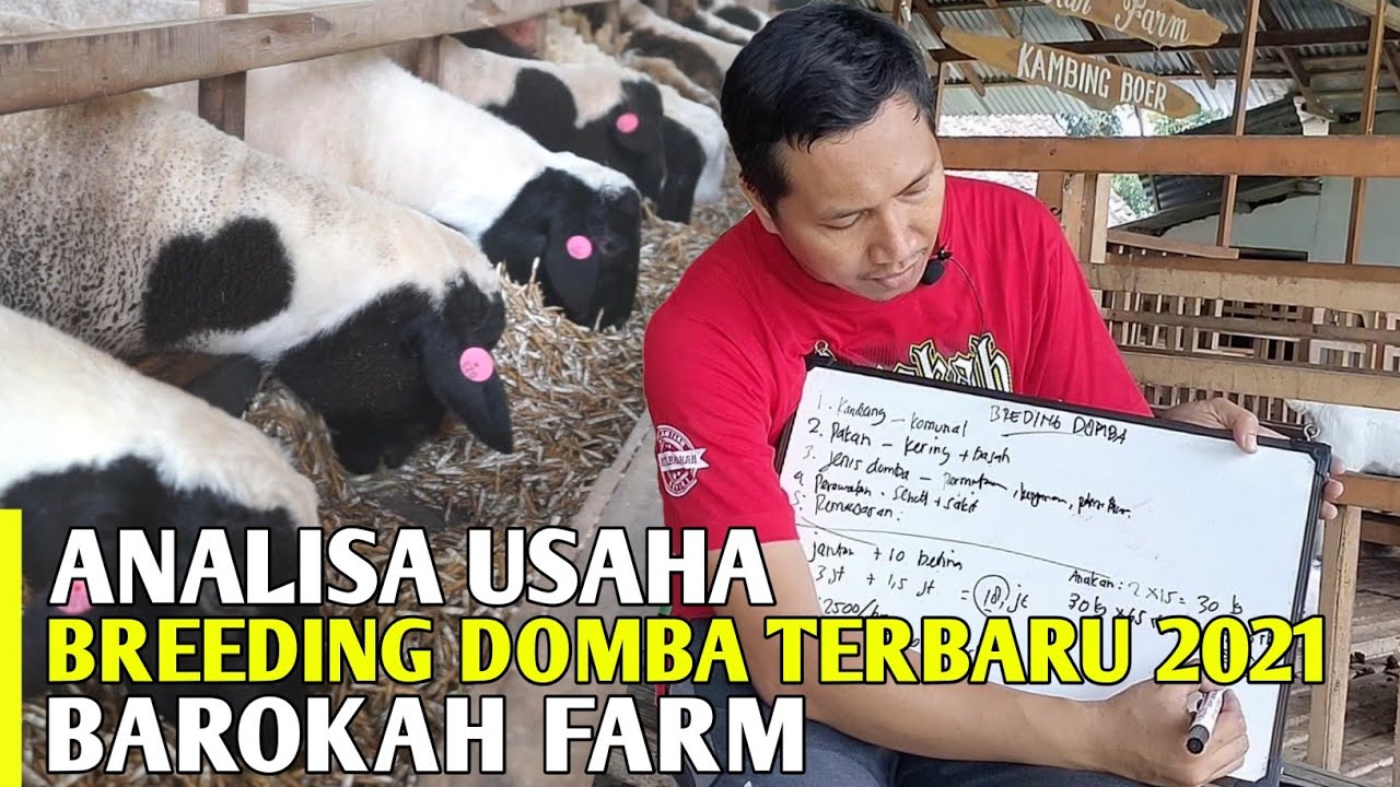 Analisa Usaha Ternak Domba Terbaru 2021 Barokah Farm Kediri | Cara Ternak Ghaper