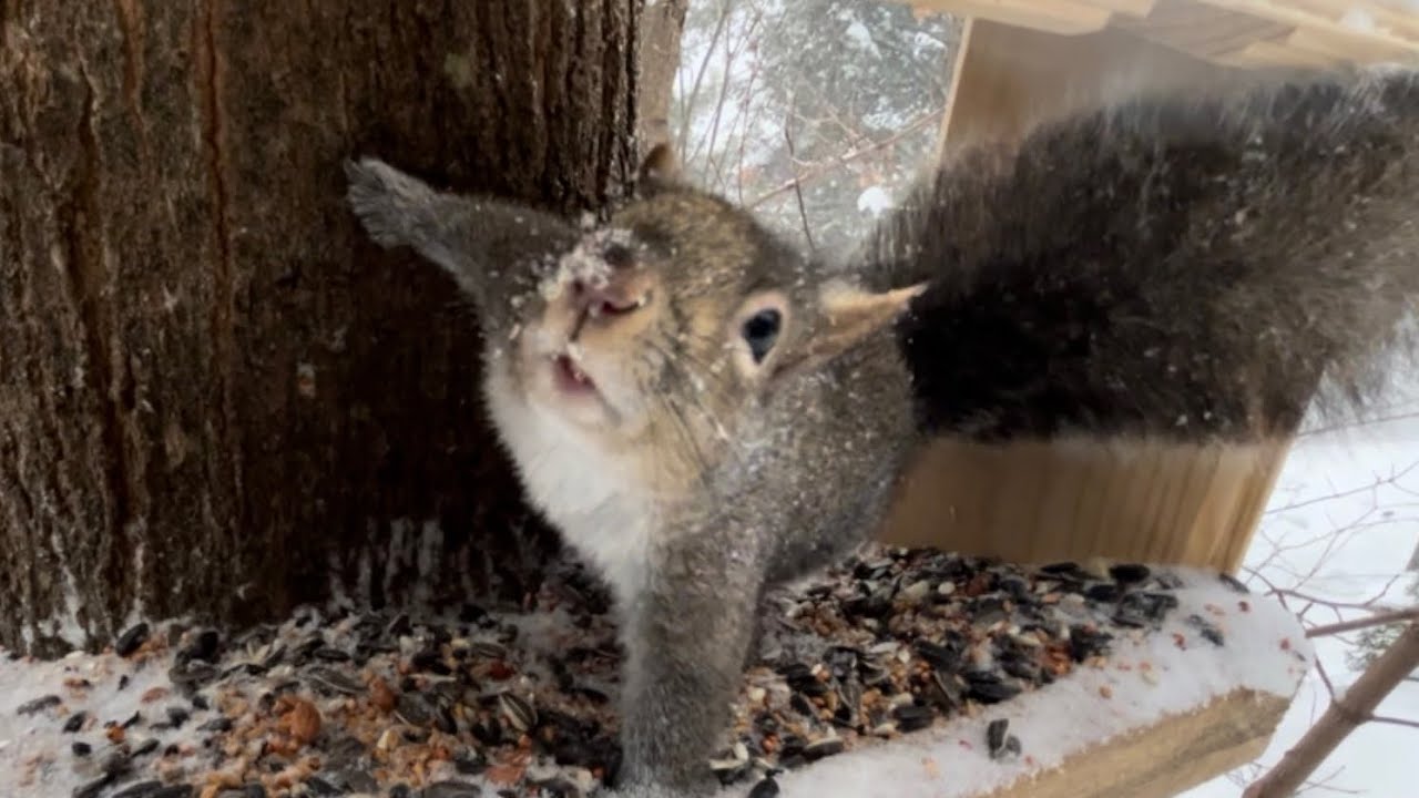 Koala being the feeder boss.