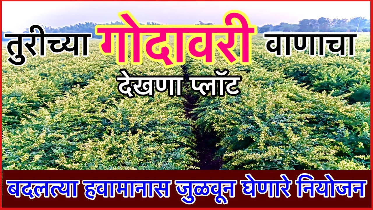 गोदावरी तुर प्लॉटचे नियोजन एकदम परफेक्ट