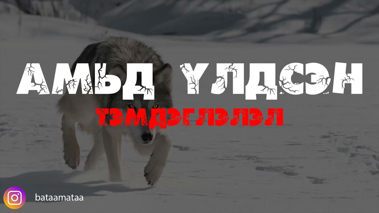 Хээрийн боохойд тасдуулах дөхсөн дөө /Бодит явдал/