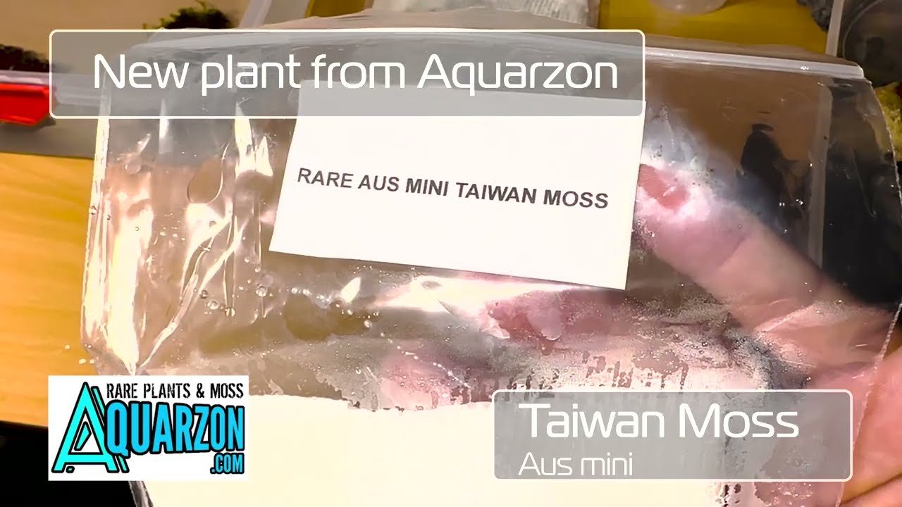 Aus Mini Taiwan Moss from Aquarzon at the Hangover 90