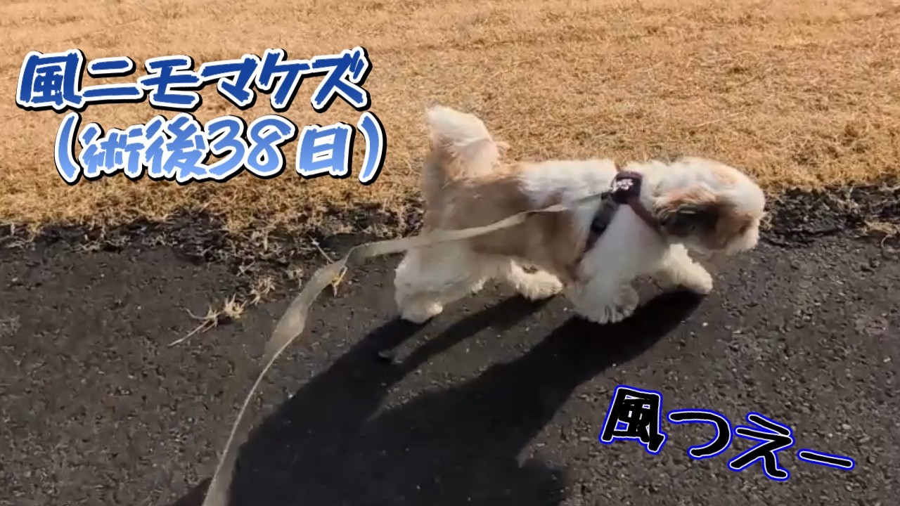【東北弁シーズー】#142  こはくが風の試練を受けました。