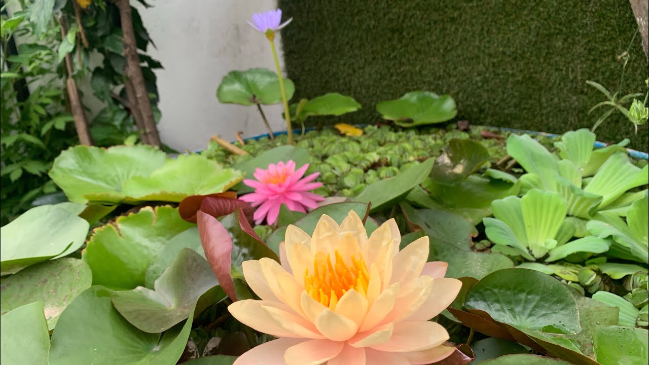 136-All about my water plants # water lilies #Monsoon special # part 1
