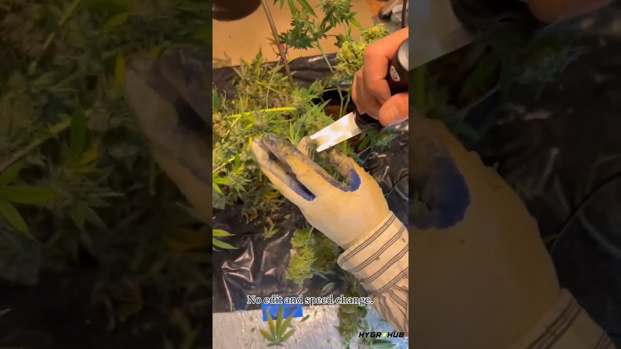 Wet Trimming, Electric Scissors 120 | HYGROHUB