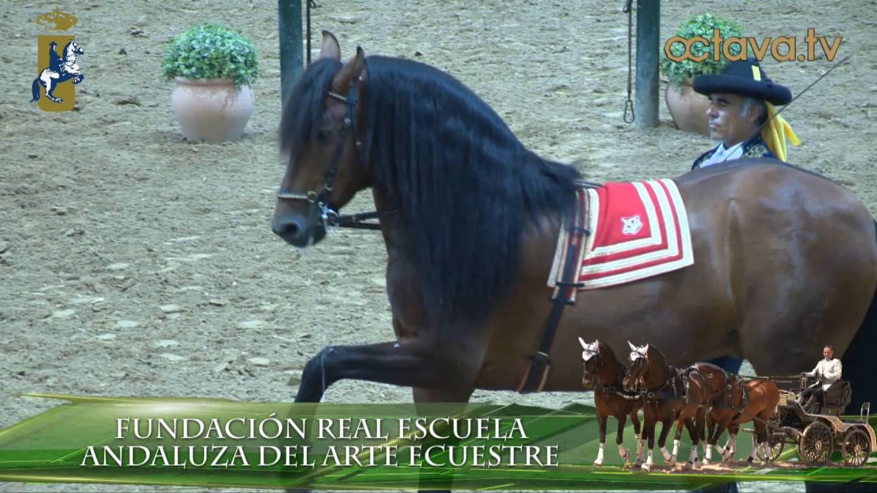 COMO BAILAN LOS CABALLOS ANDALUCES - FREAAE - OCTAVA TV