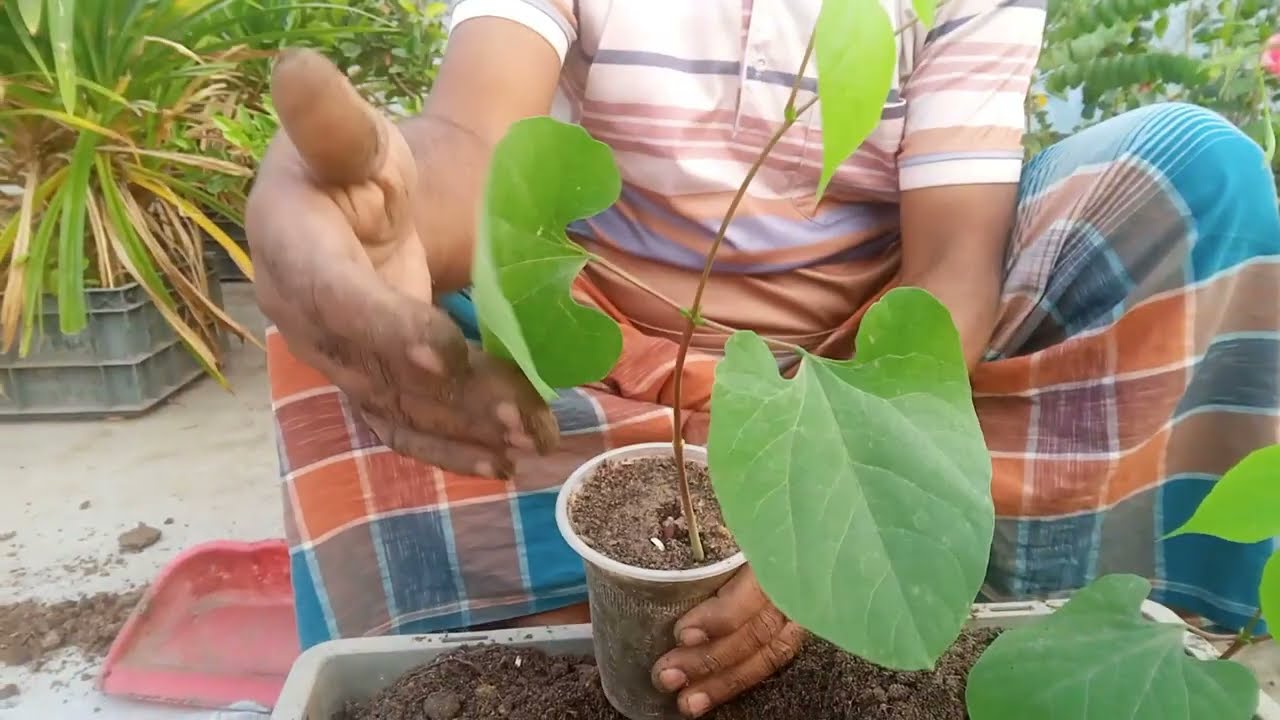 শীমের বীজ থেকে চারা তৈরী করে রোপন করা।||Hyacinth Bean Cultivation