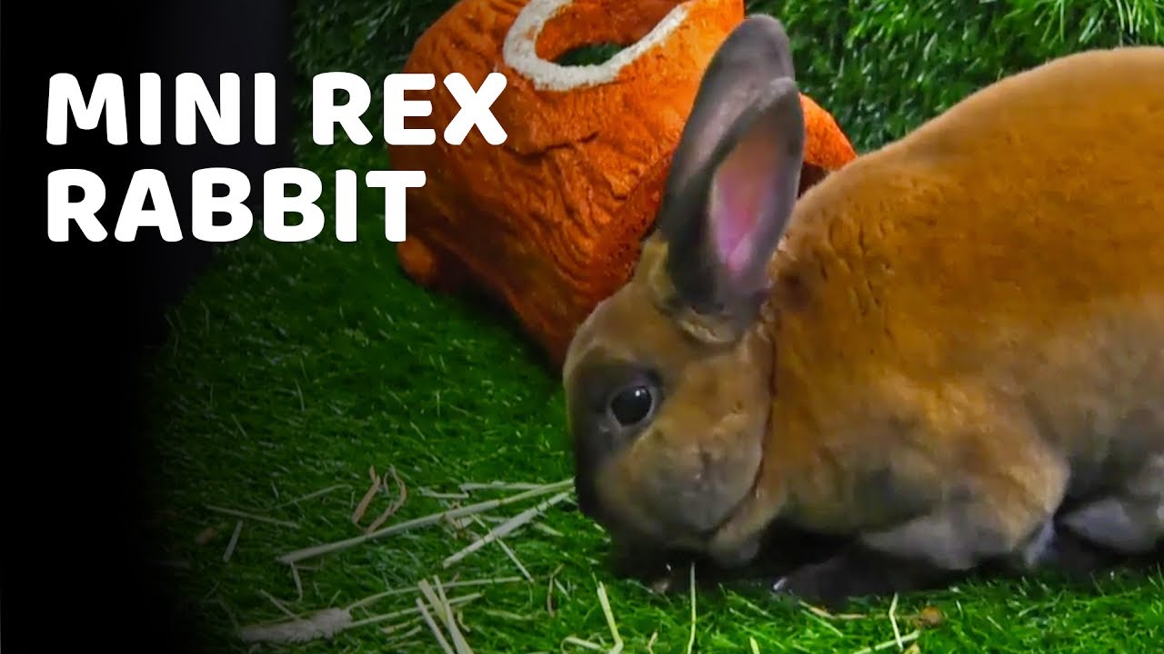 Adorable Mini Rex Rabbit